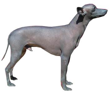 Мексиканская голая собака (ксолоитцкуинтли) / Дрессировка собак Днепр / K-9 Aus Sursko-Litovsk