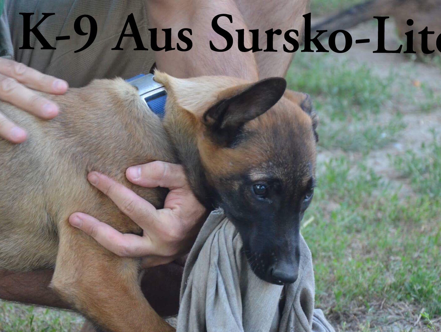 Дрессировка Днепр/KNPV собака/K-9 Aus Sursko-Litovsk