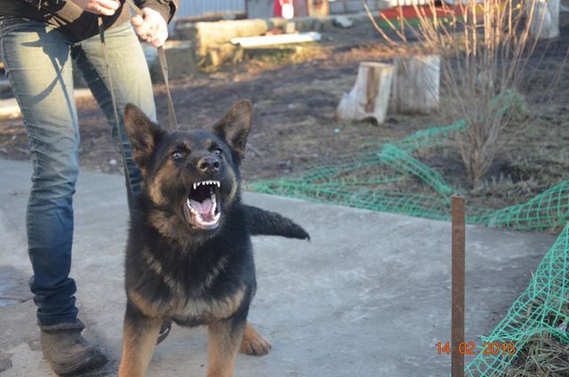 Дрессировка немецкой овчарки Днепр / K-9 Aus Sursko-Litovsk