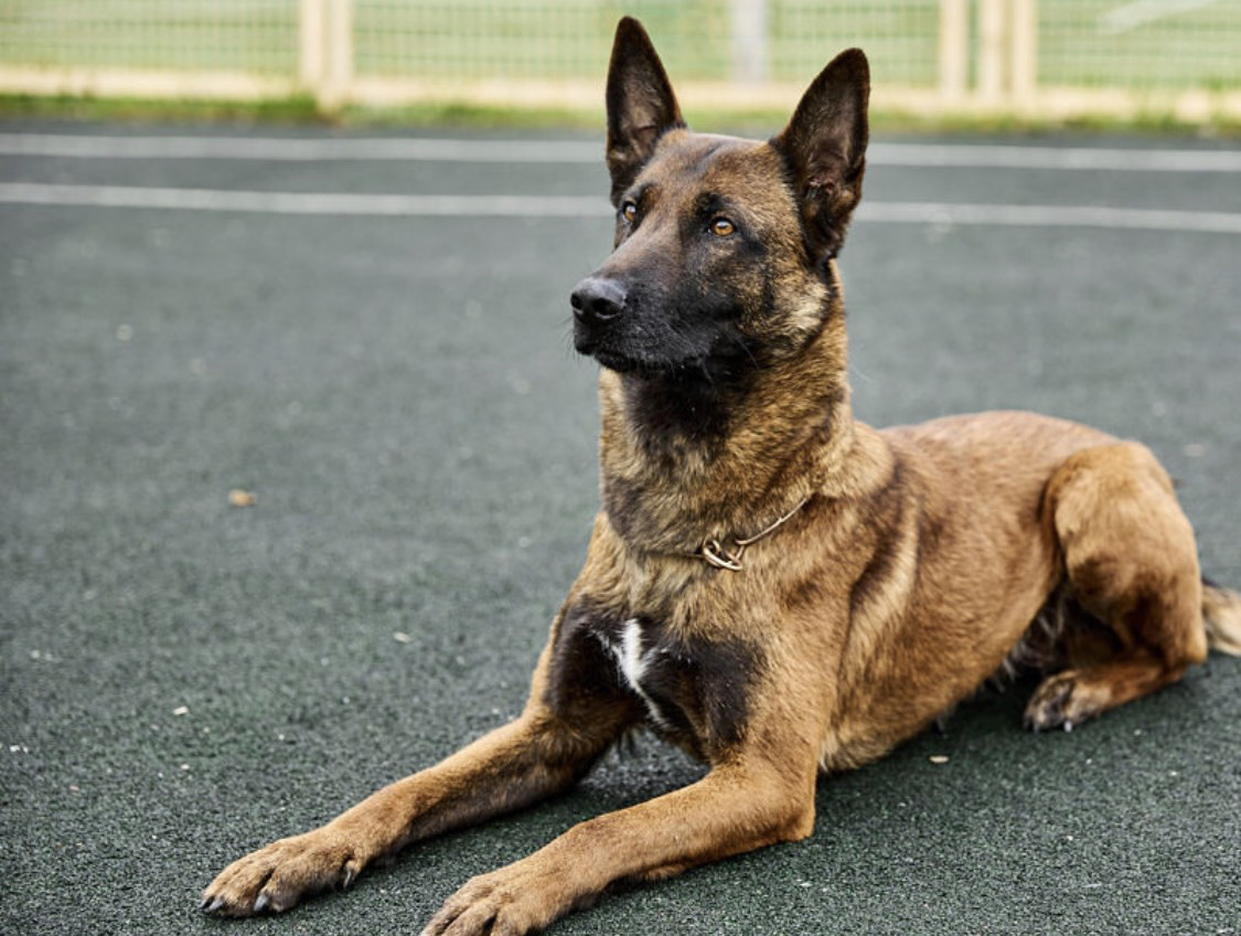 Дрессировка Днепр/KNPV собаки/K-9 Aus Sursko-Litovsk