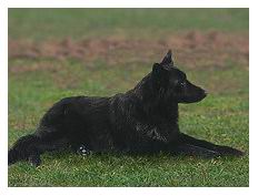 Голландская овчарка / Дрессировка собак Днепр / K-9 Aus Sursko-Litovsk