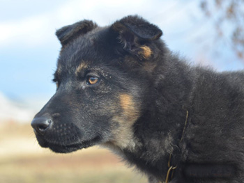 Дрессировка Днепр/Немецкая овчарка/K-9 Aus Sursko-Litovsk