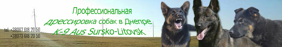 Дрессировка собак Днепр/K-9 Aus Sursko-Litovsk