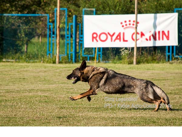 Немецкая овчарка / Дрессировка собак Днепр / K-9 Aus Sursko-Litovsk